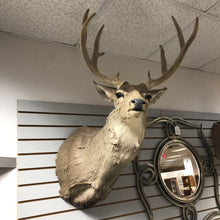Load image into Gallery viewer, Taxidermy Buck 9 Point Head Mount, Velvet Antlers(41x21x31)
