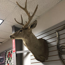 Load image into Gallery viewer, Taxidermy Buck 9 Point Head Mount, Velvet Antlers(41x21x31)
