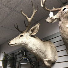 Load image into Gallery viewer, Taxidermy White Buck 9 Point Head Mount (33x22x26)
