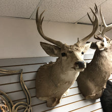 Load image into Gallery viewer, Taxidermy White Buck 9 Point Head Mount (33x22x26)
