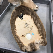 Load image into Gallery viewer, Taxidermy Buck 9 Point Head Mount (34x20x23)
