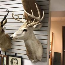 Load image into Gallery viewer, Taxidermy Buck 9 Point Head Mount (34x20x23)
