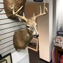 Load image into Gallery viewer, Taxidermy Buck 9 Point Head Mount (34x20x23)
