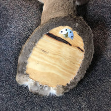 Load image into Gallery viewer, Taxidermy Buck 8 Point Head Mount (36x19x21)
