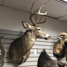 Load image into Gallery viewer, Taxidermy Buck 8 Point Head Mount (36x19x21)
