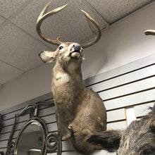 Load image into Gallery viewer, Taxidermy Buck 8 Point Head Mount (36x19x21)
