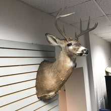 Load image into Gallery viewer, Taxidermy Buck 9 Point Head Mount, As Is (35x18x23)
