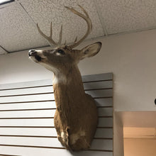 Load image into Gallery viewer, Taxidermy Buck 9 Point Head Mount, As Is (35x18x23)
