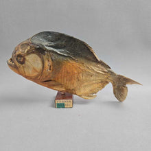 Load image into Gallery viewer, Brazilian Taxidermy/Dried Piranha (6.5x10.5x2)
