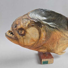 Load image into Gallery viewer, Brazilian Taxidermy/Dried Piranha (6.5x10.5x2)
