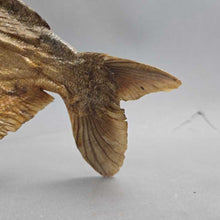 Load image into Gallery viewer, Brazilian Taxidermy/Dried Piranha (6.5x10.5x2)
