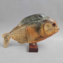 Load image into Gallery viewer, Brazilian Taxidermy/Dried Piranha (6.5x10.5x2)
