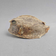 Load image into Gallery viewer, Taxidermy/Dried Cowfish (2.5x5x1.5)
