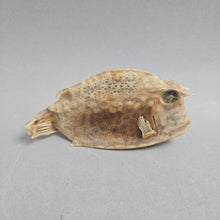 Load image into Gallery viewer, Taxidermy/Dried Cowfish (2.5x5x1.5)
