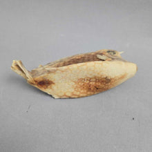 Load image into Gallery viewer, Taxidermy/Dried Cowfish (2.5x5x1.5)
