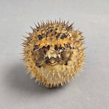 Load image into Gallery viewer, Taxidermy / Dried Porcupine Puffer Fish (~2")
