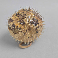 Load image into Gallery viewer, Taxidermy / Dried Porcupine Puffer Fish (~2")
