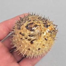 Load image into Gallery viewer, Taxidermy / Dried Porcupine Puffer Fish (~2")
