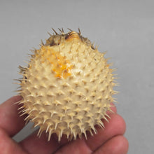 Load image into Gallery viewer, Taxidermy / Dried Porcupine Puffer Fish (~2")
