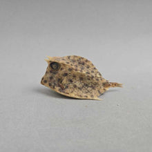 Load image into Gallery viewer, Taxidermy Cowfish (~1.25x2.5x1)
