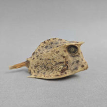 Load image into Gallery viewer, Taxidermy Cowfish (~1.25x2.5x1)

