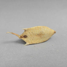Load image into Gallery viewer, Taxidermy Cowfish (~1.25x2.5x1)
