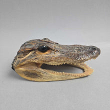 Load image into Gallery viewer, Taxidermy Alligator Head (2x5.5x3)
