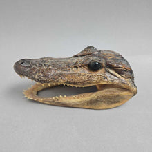 Load image into Gallery viewer, Taxidermy Alligator Head (2x5.5x3)
