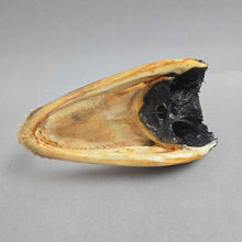 Load image into Gallery viewer, Taxidermy Alligator Head (2x5.5x3)
