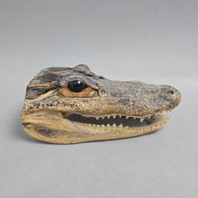 Load image into Gallery viewer, Taxidermy Alligator Head (2x5.5x3)
