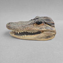 Load image into Gallery viewer, Taxidermy Alligator Head (2x5.5x3)
