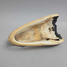 Load image into Gallery viewer, Taxidermy Alligator Head (2x5.5x3)
