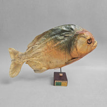 Load image into Gallery viewer, Brazilian Taxidermy/Dried Piranha (~7x10x2) (As-Is; Tailfin)
