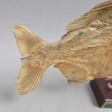 Load image into Gallery viewer, Brazilian Taxidermy/Dried Piranha (~7x10x2) (As-Is; Tailfin)
