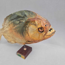Load image into Gallery viewer, Brazilian Taxidermy/Dried Piranha (~7x10x2) (As-Is; Tailfin)
