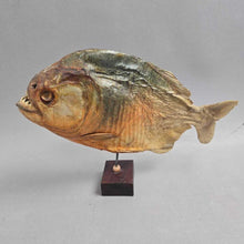 Load image into Gallery viewer, Brazilian Taxidermy/Dried Piranha (~7x10x2) (As-Is; Tailfin)
