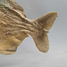 Load image into Gallery viewer, Brazilian Taxidermy/Dried Piranha (~7x10x2) (As-Is; Tailfin)

