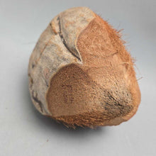 Load image into Gallery viewer, Coconut Gorilla Head (~8")
