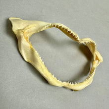 Load image into Gallery viewer, Vintage Taxidermy Old Salt Water Shark Mouth Jaws (6")
