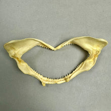 Load image into Gallery viewer, Vintage Taxidermy Old Salt Water Shark Mouth Jaws (6")

