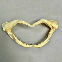 Load image into Gallery viewer, Vintage Taxidermy Old Salt Water Shark Mouth Jaws (6")
