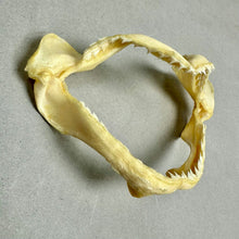 Load image into Gallery viewer, Vintage Taxidermy Old Salt Water Shark Mouth Jaws (4")

