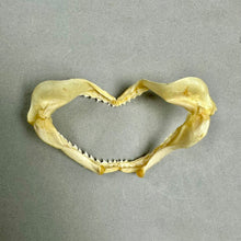 Load image into Gallery viewer, Vintage Taxidermy Old Salt Water Shark Mouth Jaws (4")
