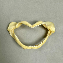 Load image into Gallery viewer, Vintage Taxidermy Old Salt Water Shark Mouth Jaws (4")
