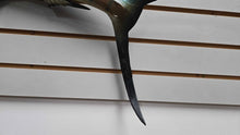 Load image into Gallery viewer, Blue Sailfish Wall Mount (~51") (As-Is)
