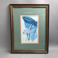 Load image into Gallery viewer, Framed Watercolor Botanical of Astiria Roea Print (18x24)

