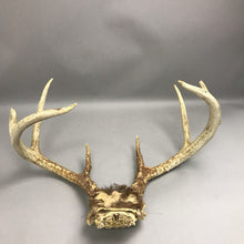 Load image into Gallery viewer, Antlers
