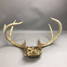 Load image into Gallery viewer, Antlers
