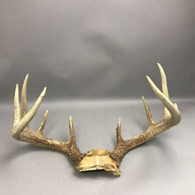 Load image into Gallery viewer, Deer Antlers
