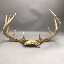 Load image into Gallery viewer, Antlers
